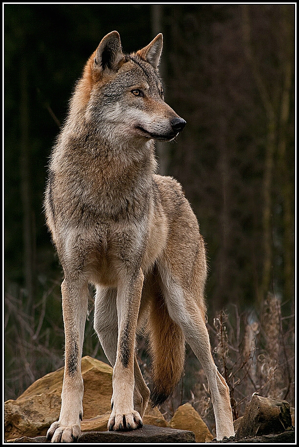 Wolf Wildpark Granat